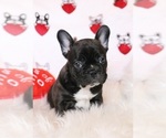 Small Photo #4 French Bulldog Puppy For Sale in FAIR GROVE, MO, USA