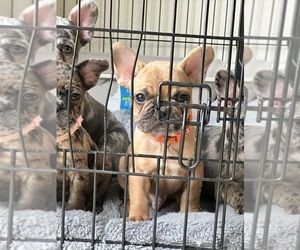 French Bulldog Puppy for sale in OXNARD, CA, USA