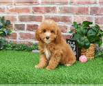Small #10 Cavapoo (Miniature)