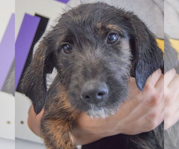 Medium Photo #5 Beagle-Unknown Mix Puppy For Sale in Huntley, IL, USA