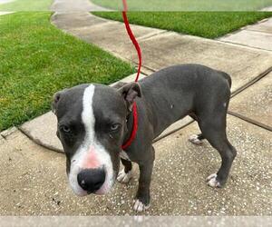 American Pit Bull Terrier Dogs for adoption in Houston, TX, USA