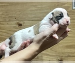 Small Photo #13 American Bulldog Puppy For Sale in MILLS RIVER, NC, USA