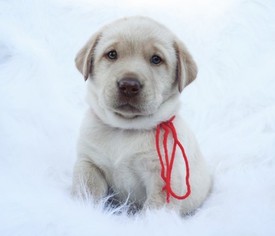 Labrador Retriever Puppy for sale in BARTH, MS, USA