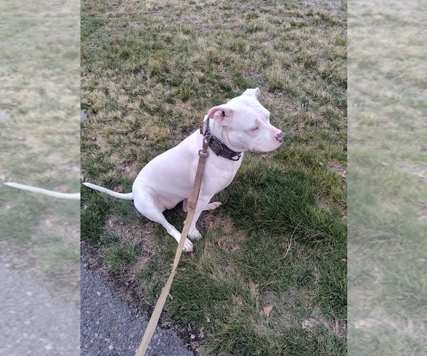 Medium Photo #7 American Pit Bull Terrier Puppy For Sale in LEWISTON, ID, USA