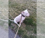 Small #6 American Pit Bull Terrier