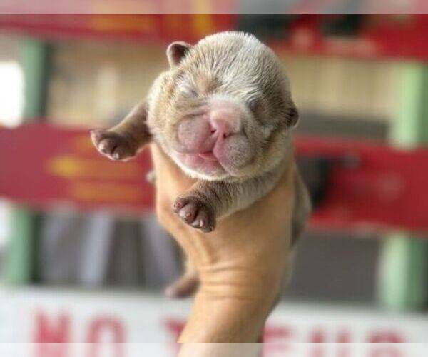 Medium Photo #2 Bulldog Puppy For Sale in OOLOGAH, OK, USA