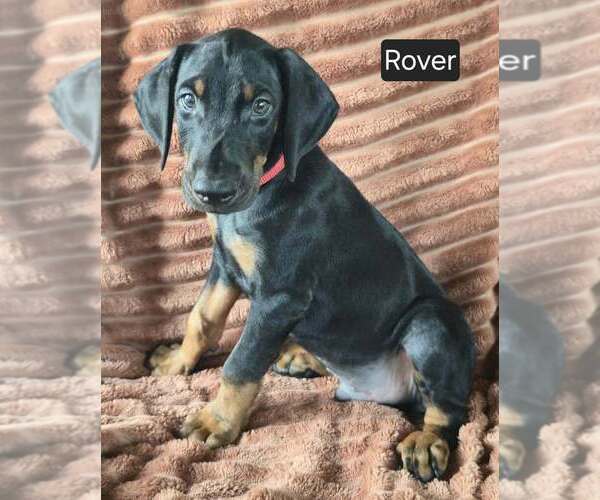 Medium Photo #4 Doberman Pinscher Puppy For Sale in POMEROY, OH, USA