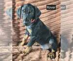 Small #3 Doberman Pinscher