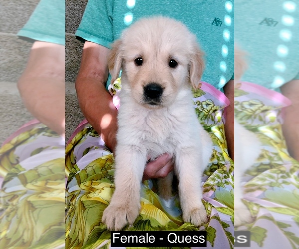 Medium Photo #1 Golden Retriever Puppy For Sale in MISSOURI CITY, TX, USA