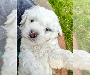 Bernedoodle (Miniature) Puppy for sale in STRONGHURST, IL, USA