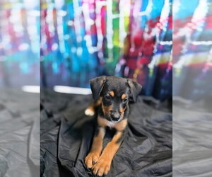 Rottweiler-Unknown Mix Dogs for adoption in New London, WI, USA