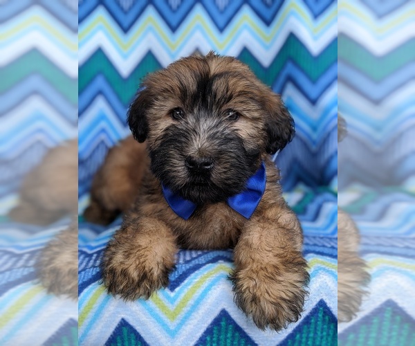 Medium Photo #6 Soft Coated Wheaten Terrier Puppy For Sale in PARADISE, PA, USA