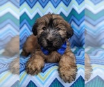 Small #5 Soft Coated Wheaten Terrier