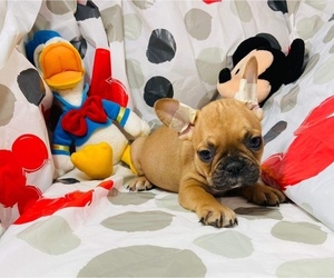 French Bulldog Puppy for sale in WESTPORT, MA, USA