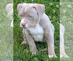 Small #5 American Bully