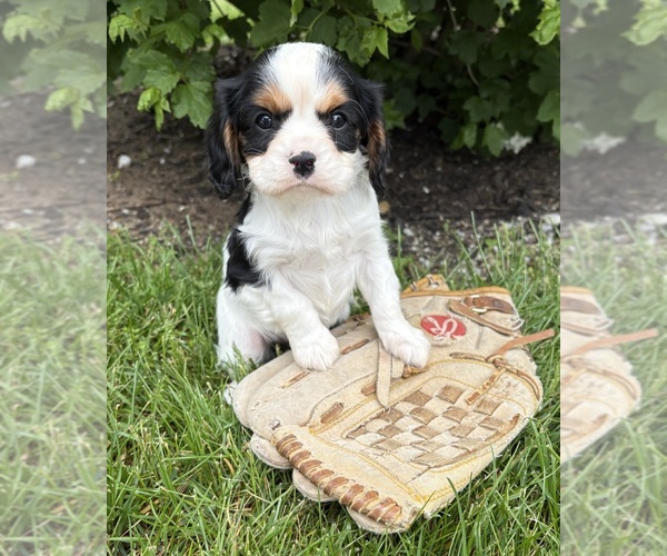 Medium Photo #2 Cavalier King Charles Spaniel Puppy For Sale in MIDDLEBURY, IN, USA