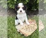 Small #1 Cavalier King Charles Spaniel