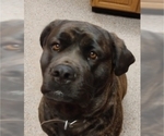 Small #7 Mastiff