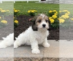Small #2 Cavachon