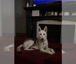 Small #4 Siberian Husky Mix