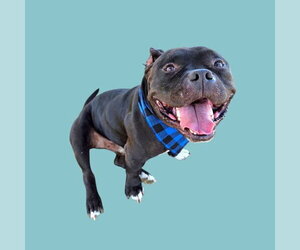 American Staffordshire Terrier Dogs for adoption in Bakersfield, CA, USA