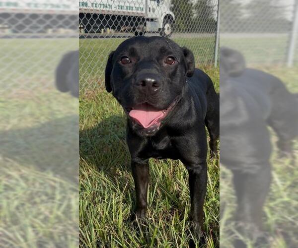 Medium Photo #2 Labrador Retriever-Staffordshire Bull Terrier Mix Puppy For Sale in Rosenberg, TX, USA
