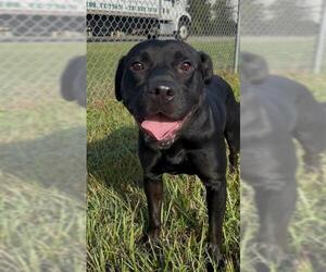 SOBA - Male Labrador Retriever-Staffordshire Bull Terrier Mix Dog for Adoption - Photo #2