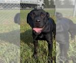 Small Photo #2 Labrador Retriever-Staffordshire Bull Terrier Mix Puppy For Sale in Rosenberg, TX, USA
