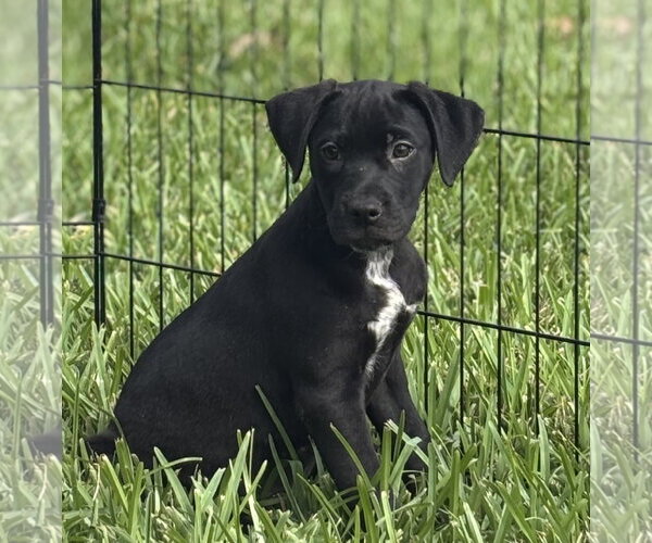 Medium Photo #1 Beagle-Unknown Mix Puppy For Sale in Sanford, FL, USA