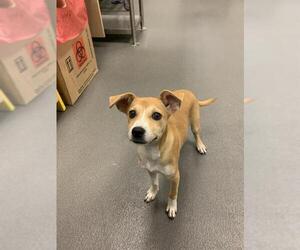 Pembroke Welsh Corgi-Unknown Mix Dogs for adoption in Corpus Christi, TX, USA