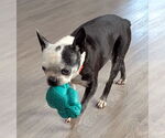 Small #3 Boston Terrier