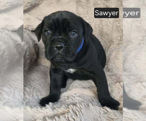 Medium Photo #3 Cane Corso Puppy For Sale in MINERAL WELLS, WV, USA