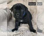 Small #2 Cane Corso
