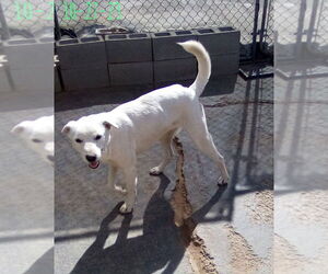Ginny of the Hogwarts family - Female Mutt Dog for Adoption - Photo #7