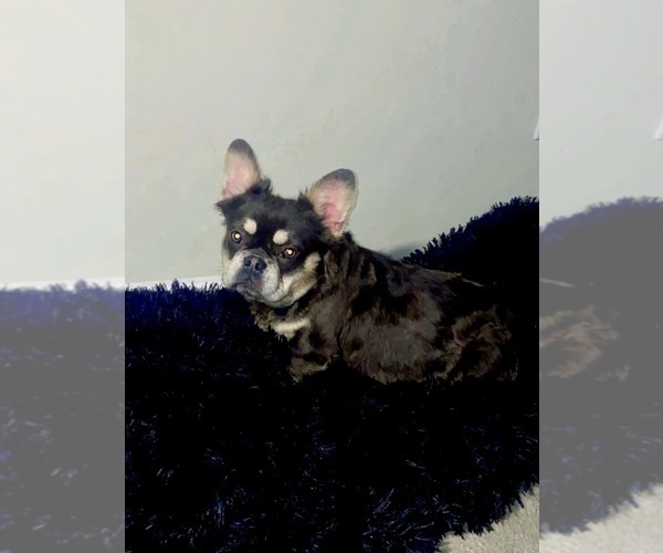 Medium Photo #3 French Bulldog Puppy For Sale in SNELLVILLE, GA, USA