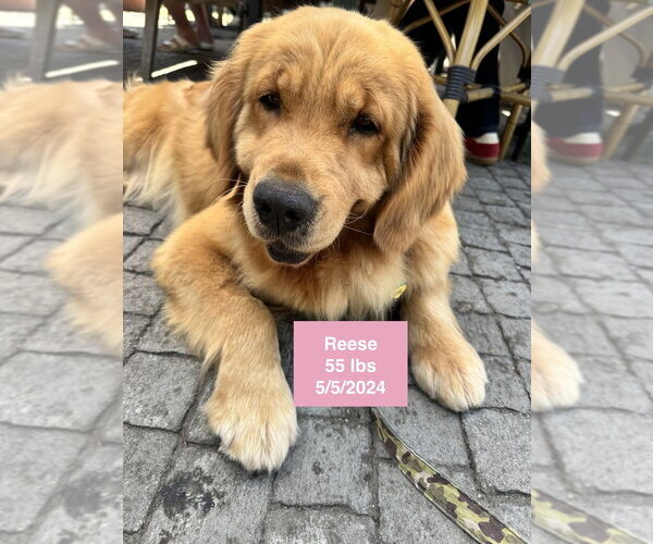 Medium Photo #15 Golden Retriever Puppy For Sale in West Hollywood, CA, USA