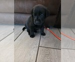 Small #4 Labrador Retriever