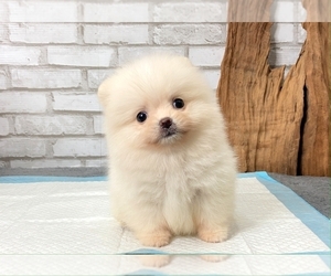 Pomeranian Puppy for sale in SAN DIEGO, CA, USA