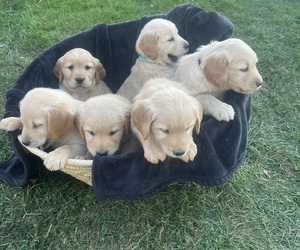 Golden Retriever Puppy for sale in PENN YAN, NY, USA