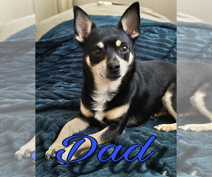 Father of the Chihuahua puppies born on 06/02/2025