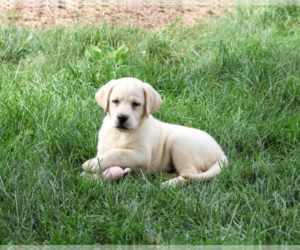 Medium Photo #4 Labrador Retriever Puppy For Sale in SYRACUSE, IN, USA