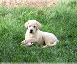 Small #3 Labrador Retriever