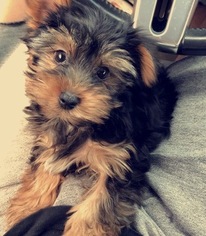 Yorkshire Terrier Puppy for sale in BOWLING GREEN, KY, USA