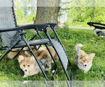 Small Photo #5 American Corgi Puppy For Sale in DENVER, IA, USA