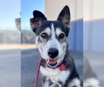 Small #16 Siberian Husky Mix