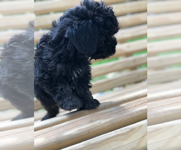 Medium Photo #3 Maltese-Poodle (Toy) Mix Puppy For Sale in SPENCER, TN, USA