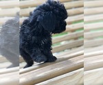 Small Photo #3 Maltese-Poodle (Toy) Mix Puppy For Sale in SPENCER, TN, USA