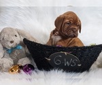 Small Photo #5 Dogue de Bordeaux Puppy For Sale in FOWLERVILLE, MI, USA