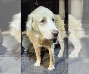 Great Pyrenees Dogs for adoption in San Antonio, TX, USA