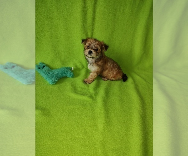 Medium Photo #12 Yorkshire Terrier Puppy For Sale in LAPEER, MI, USA